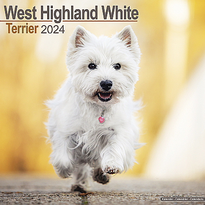 West Highland Terrier Calendar 2024 (Square)